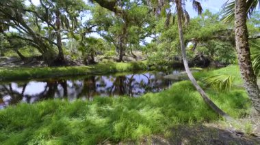 Yeşil palmiye ağaçları ve Florida 'nın güneyindeki vahşi bitki örtüsü arasında taze su nehri olan tropikal ormanlar. Yoğun yağmur ormanları ekosistemi.