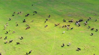 Yeşil çiftlik otlaklarında otlayan bedava süt inekleri. Çiftlik arazilerinde sığır beslemek.