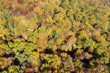 Güneşli bir günde sonbahar ormanlarında renkli tepe örtüleri olan yemyeşil orman manzarası. Sonbahar vahşi doğasının manzarası.