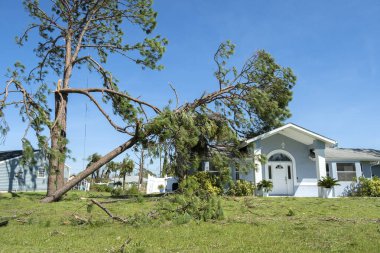 Florida 'da kasırgadan sonra bir evin çatısındaki büyük ağaçtan düşmüş. Doğal afetin sonuçları..