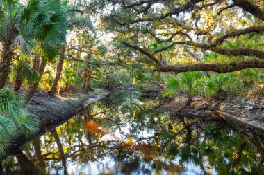 Yeşil palmiye ağaçları ve vahşi bitki örtüsü arasında nehir bulunan Florida yağmur ormanları. Günbatımında yoğun tropikal orman ekosistemi.