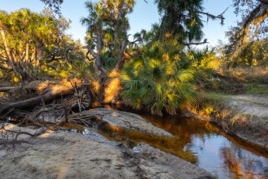 Florida ormanları doğayı besler. Günbatımında yoğun yeşil yağmur ormanları olan tropik sulak alanlar.