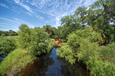 Güney Amerika 'da yeşil palmiye ağaçları, nehir ve vahşi bitki örtüsü olan Florida subtropikal ormanları. Yoğun yağmur ormanları ekosistemi.