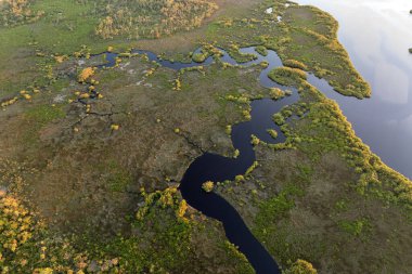 Florida sulak arazisi doğası. Güney Amerika 'da tropikal bitki örtüsü.