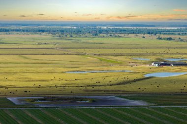 Yeşil çiftlik otlaklarında otlayan süt inekleri. Çiftlik arazilerinde sığır beslemek.