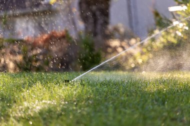 Yaz bahçesinde çimenleri suyla sulayan fıskiyeler. Kurak mevsimde taze tutmak için yeşil bitkileri sulamak..