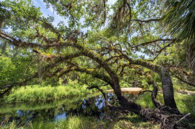 Yeşil palmiye ağaçları ve Florida 'nın güneyindeki vahşi bitki örtüsü arasında taze su nehri olan tropikal ormanlar. Yoğun yağmur ormanları ekosistemi.