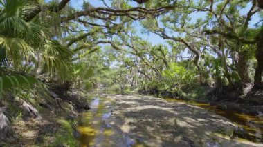 Yeşil palmiye ağaçları ve vahşi bitki örtüsü arasında nehir bulunan Florida yağmur ormanları. Yoğun tropikal orman ekosistemi.