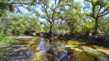 Florida subtropikal ormanlarında yeşil palmiye ağaçları, küçük bir nehir ve Amerika 'nın güneyinde vahşi bitki örtüsü. Yoğun yağmur ormanları ekosistemi.