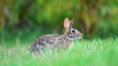 Küçük gri tavşan Florida 'nın arka bahçesinde ot yiyor. Vahşi tavşan doğada.