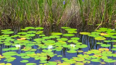 Florida 'daki sulak alan ormanında göl.