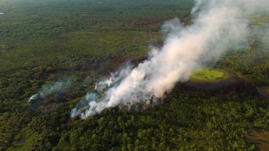 Yangın Florida ormanlarını harap etti. Havayı dumanla ve alevlerle doldurdu.