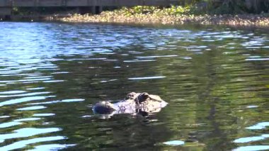 Florida 'daki timsah doğal sularda yüzüyor. Florida 'nın güneyindeki nehir kıyısında Amerika' ya özgü sürüngen avcısı.