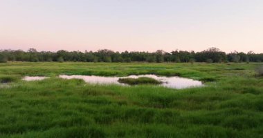 Güzel doğa. Yeşil yabani bitki örtüsü arasında nehir bulunan Güney Florida sulak alanları. Tropik ekosistem.