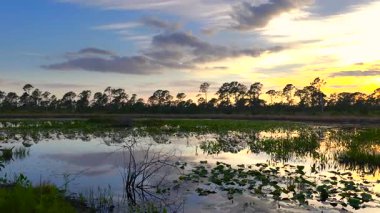 Güney tropikal sulak alanlarda göl suyu üzerinde akşam manzarası. İnanılmaz Florida doğası gün batımında.