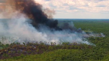 Şiddetli orman yangını kuraklık mevsiminde Florida ormanlarını yutar. Alevler kurak bitki örtüsü ve ufukta yoğun bir duman bırakır.