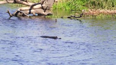 Doğal ortamında Amerikan timsahı. Florida, ABD 'de tatlı su nehrinde yüzen tehlikeli sürüngenler.