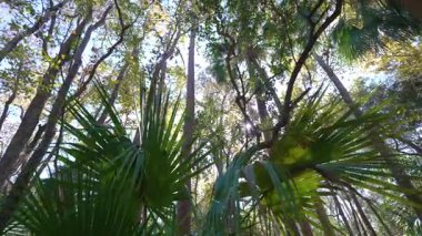 Florida 'nın güneyinde yoğun tropikal ormanın üzerinde parlak güneş ışığı. Bereketli yeşil palmiye ağaçları ve gelişen yağmur ormanlarında vahşi bitki örtüsü.
