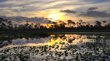 Florida sulak arazisinin akşam manzarası. Günbatımında güneydeki tropikal bataklıkta orman gölü suyuna çiçek açar..