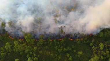 Florida ormanlarında kasten yangın çıkarıldı, çalılıkları dikkatlice yönetilen alevler ve dumanla temizlendi.