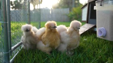 Tavuk kümesinde ipek yavrular. Bahçesinde yeşil çimenler olan kümes hayvanları.