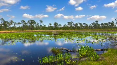 Güney bataklıktaki tropik orman gölü bitkisi. Florida sulak arazisinin güneşli manzarası.