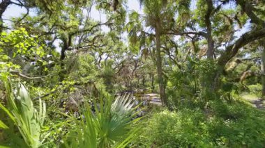 Yeşil palmiye ağaçları ve Florida 'nın güneyindeki vahşi bitki örtüsü arasında taze su nehri olan tropikal ormanlar. Yoğun yağmur ormanları ekosistemi.
