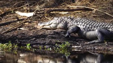 Doğal ortamında Amerikan timsahı. Florida, ABD 'deki tatlı su gölü kıyısında dinlenen tehlikeli sürüngen.