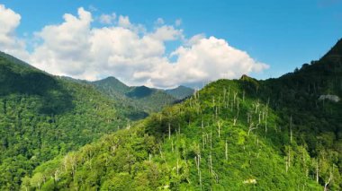 Kuzey Carolina 'daki Appalachian dağlarında yaz mevsiminde taze yeşil orman ağaçları var. ABD doğasının güzelliği