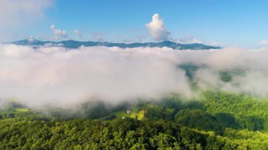Tennessee Appalachian dağlarının doğa manzarası. Yaz mevsiminde yeşil gölgelikli dağ ormanları