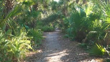 Tropikal doğayı keşfetmek. Güney Florida 'da yeşil palmiye ağaçları ve yabani bitki örtüsü olan orman yağmur ormanları boyunca ayak izleri. Yoğun yağmur ormanları ekosistemi.