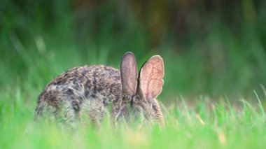 Küçük gri tavşan Florida 'nın arka bahçesinde ot yiyor. Vahşi tavşan doğada.