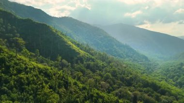 Appalachian dağları. Yazın yağmur mevsiminde orman doğası. Tennessee 'deki renkli orman