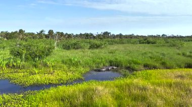 Amerika 'nın Florida kentindeki tatlı su gölü kıyısında dinlenen Amerikan timsahının yakın çekimi.