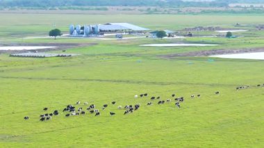 Yeşil çiftlik otlaklarında otlayan bedava süt inekleri. Çiftlik arazilerinde sığır beslemek.