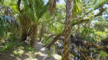 Florida orman yağmur ormanlarında yeşil palmiye ağaçları ve vahşi bitki örtüsüyle yürüyüş yapmak. Yoğun tropikal orman ekosistemi.