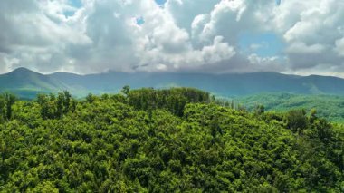 Yaz mevsiminde Kuzey Carolina Appalachian dağları. Güzel doğanın yaz manzarası