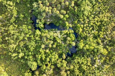 Yoğun yeşil yağmur ormanlarıyla vahşi tropikal doğanın havadan görünüşü. Güney Amerika 'da palmiye ağaçları, sulak arazi nehri ve bitki örtüsü olan Florida ormanları.