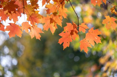 Sonbahar ormanı sonbahar arka planında manzara bırakır. Parkta renkli yeşillikler.