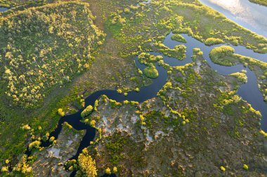 Yeşil yabani bitki örtüsü arasında nehir olan Florida sulak alanları. Günbatımında tropik ekosistem.