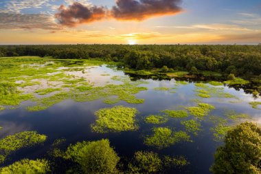 Yeşil yabani bitki örtüsü arasında suyu olan Florida sulak alanları. Günbatımında tropik ekosistem.