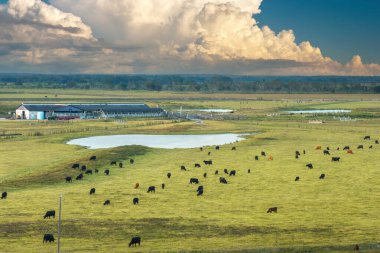 Süt inekleri endüstriyel çiftlikteki çim otlaklarında otluyor. Organik süt ürünleri üretimi. Çiftlik arazilerinde sığır beslemek.