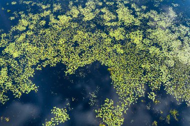 Güney bataklıktaki tropik orman gölü bitkisi. Florida sulak arazisinin güneşli manzarası.