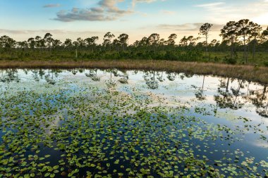 Güney bataklıktaki tropik orman gölü bitkisi. Florida sulak arazisinin güneşli manzarası.