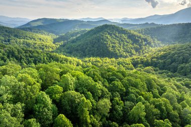 Appalachian dağları. Yaz mevsiminde orman doğası. Tennessee 'deki renkli orman.