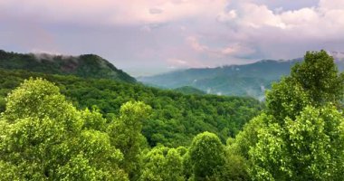 Appalachian dağları. Yazın yağmur mevsiminde orman doğası. Tennessee 'deki renkli orman