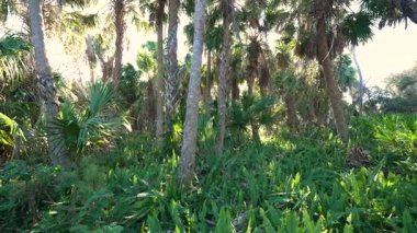 Güzel tropikal doğa. Yeşil palmiye ağaçları ve Florida 'nın güneyinde vahşi bitki örtüsü olan orman yağmur ormanları. Yoğun yağmur ormanları ekosistemi.