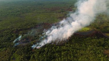 Yoğun duman ve alevler kurak mevsimde Florida ormanlarına hakim oldu.