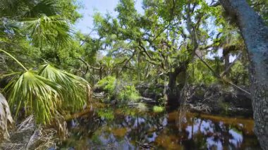 Yeşil palmiye ağaçları ve vahşi bitki örtüsü arasında nehir bulunan Florida yağmur ormanları. Yoğun tropikal orman ekosistemi.