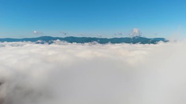 Kuzey Carolina 'daki dağlık tepelerde yemyeşil orman. Yağmurlu ve nemli havalarda güzel doğanın yaz manzarası